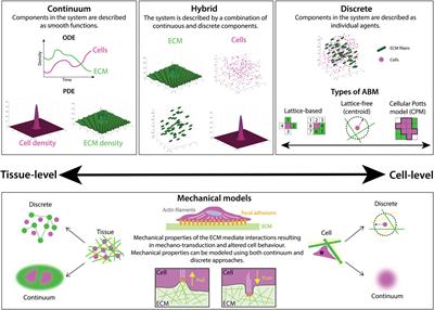 Modeling the extracellular matrix in cell migration and morphogenesis: a guide for the curious biologist